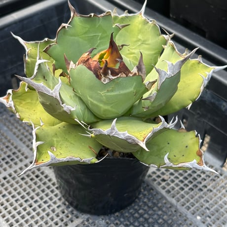 Agave titanota"姫厳竜　9F213