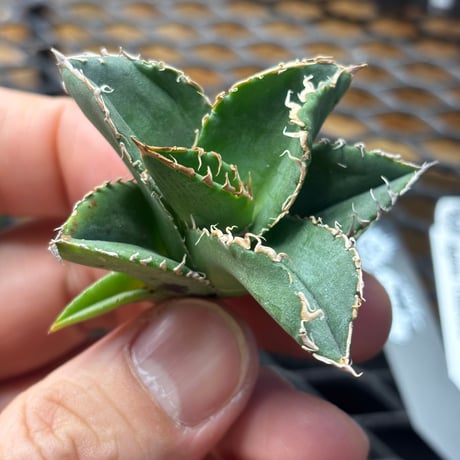 【Berlin産】Agave titanota"蒼龍1