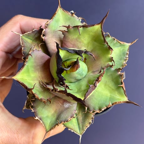 【特別SALE中】 Agave cho産　Agave titanota"Dennis043