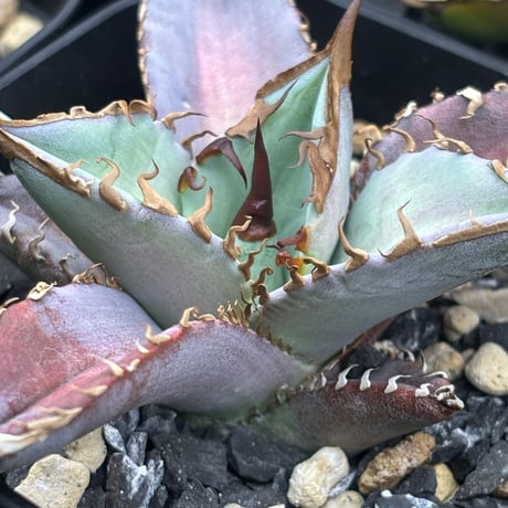 悪魔くん | STORES