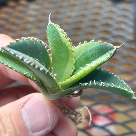 Berlin産　Agave titanota"大白鯊黄覆輪2