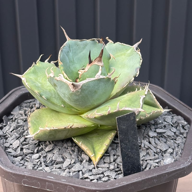 Agave titanota