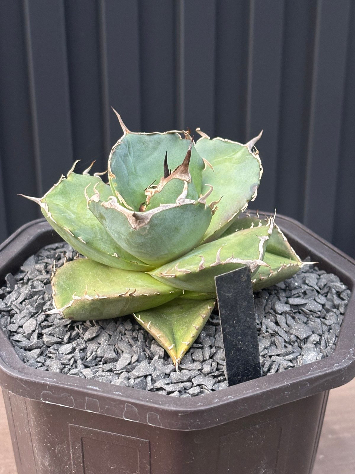 Agave titanota