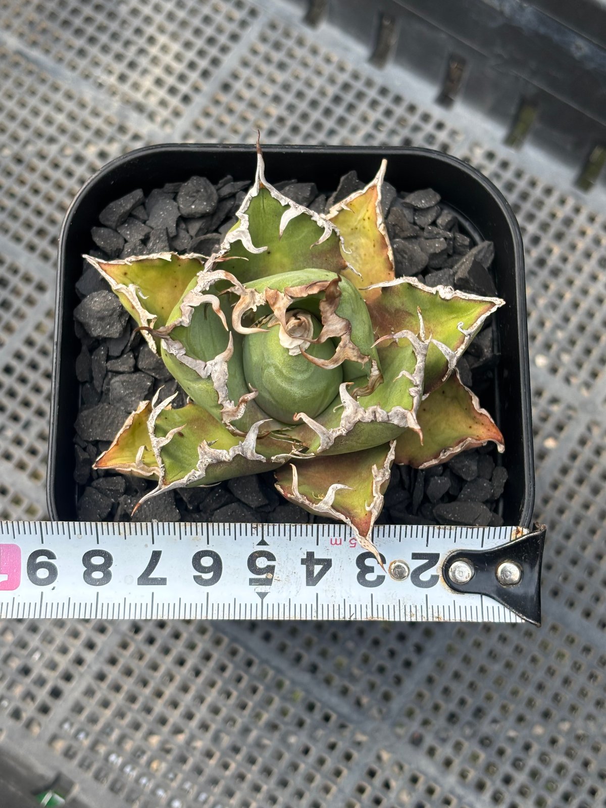 ※タダアキ　アカオノスリの剥製　ジャンク品 タダアキ様専用 アカオノスリの剥製 ジャンク品 - メルカリ