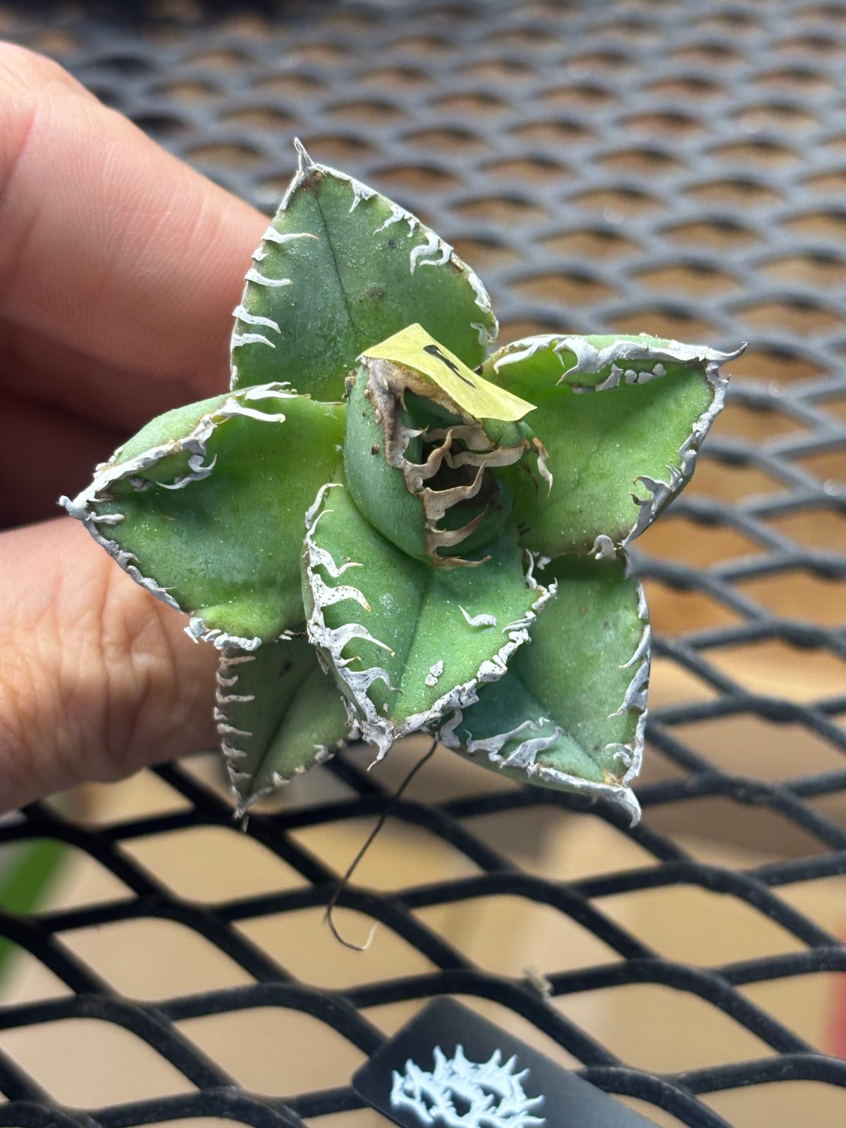 Berlin産】Agave titanota