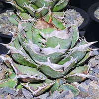 Agave titanota"清櫻