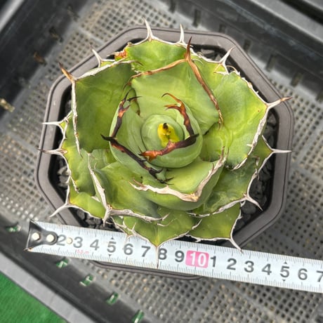 Agave titanota"Rose