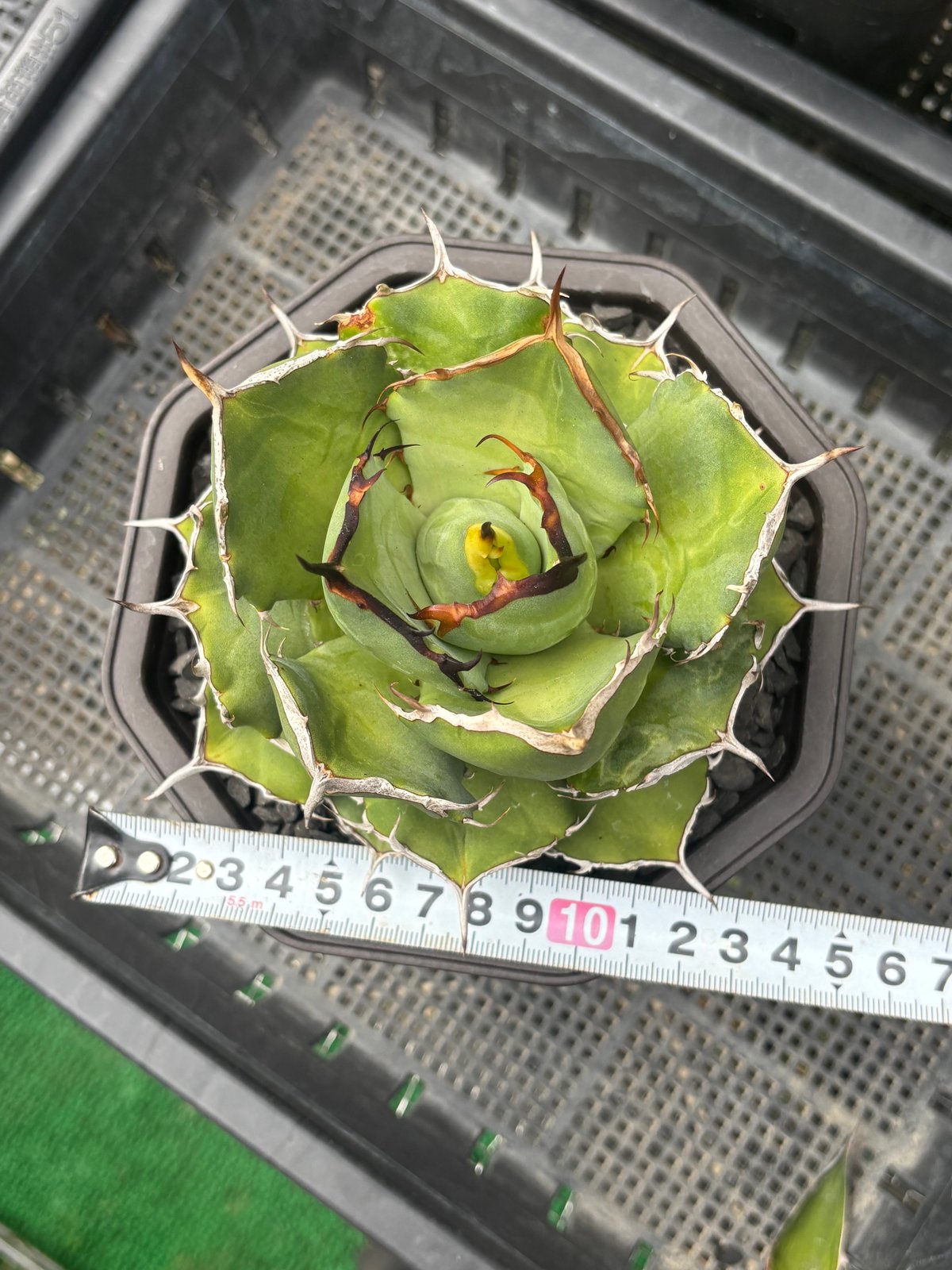 アガベ チタノタ　ローズ Agave titanota FO-076（暗覆輪） アガベ チタノタ FO-076（暗覆輪 アガベ
