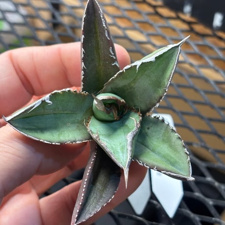 【Berlin産】Agave titanota"緑幽霊1