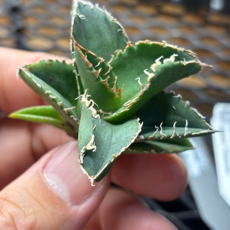 【Berlin産】Agave titanota"蒼龍1