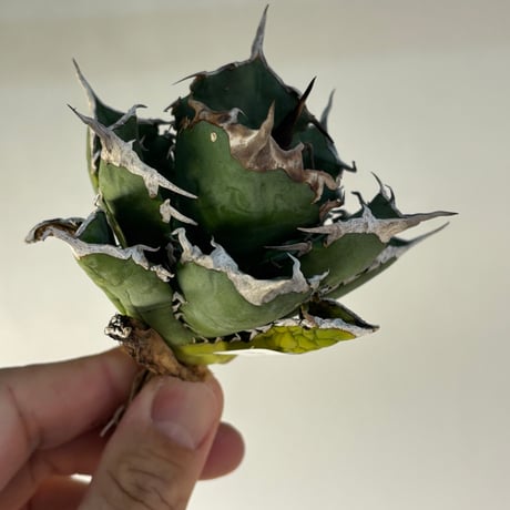 【特別SALE中】BLJ産　Agave titanota"黒犀牛