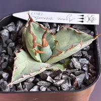 Agave titanota"DennisB11