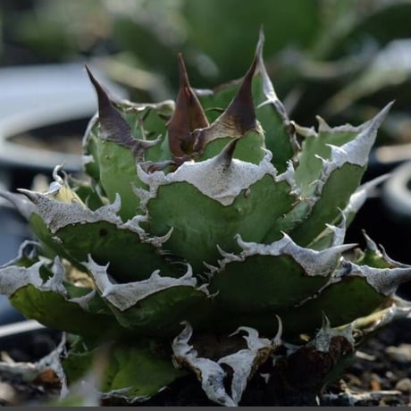 アガベ　清櫻　kinさん産 アガベ清桜 | STORES