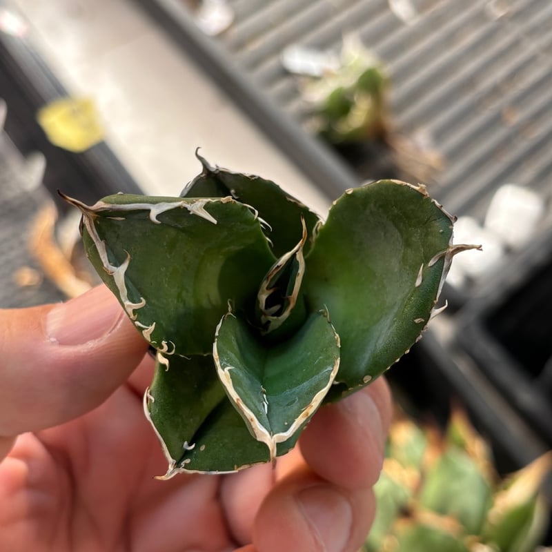 特別SALE中】GALAXY産 Agave titanota