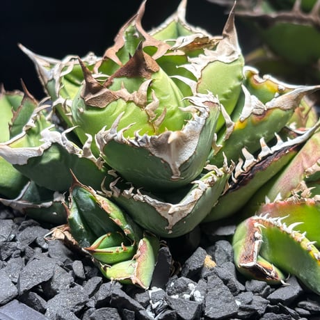 【特別SALE中】Agave titanota"毒蛇