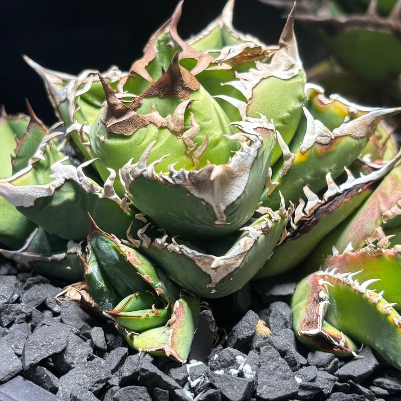 特別SALE中】Agave titanota