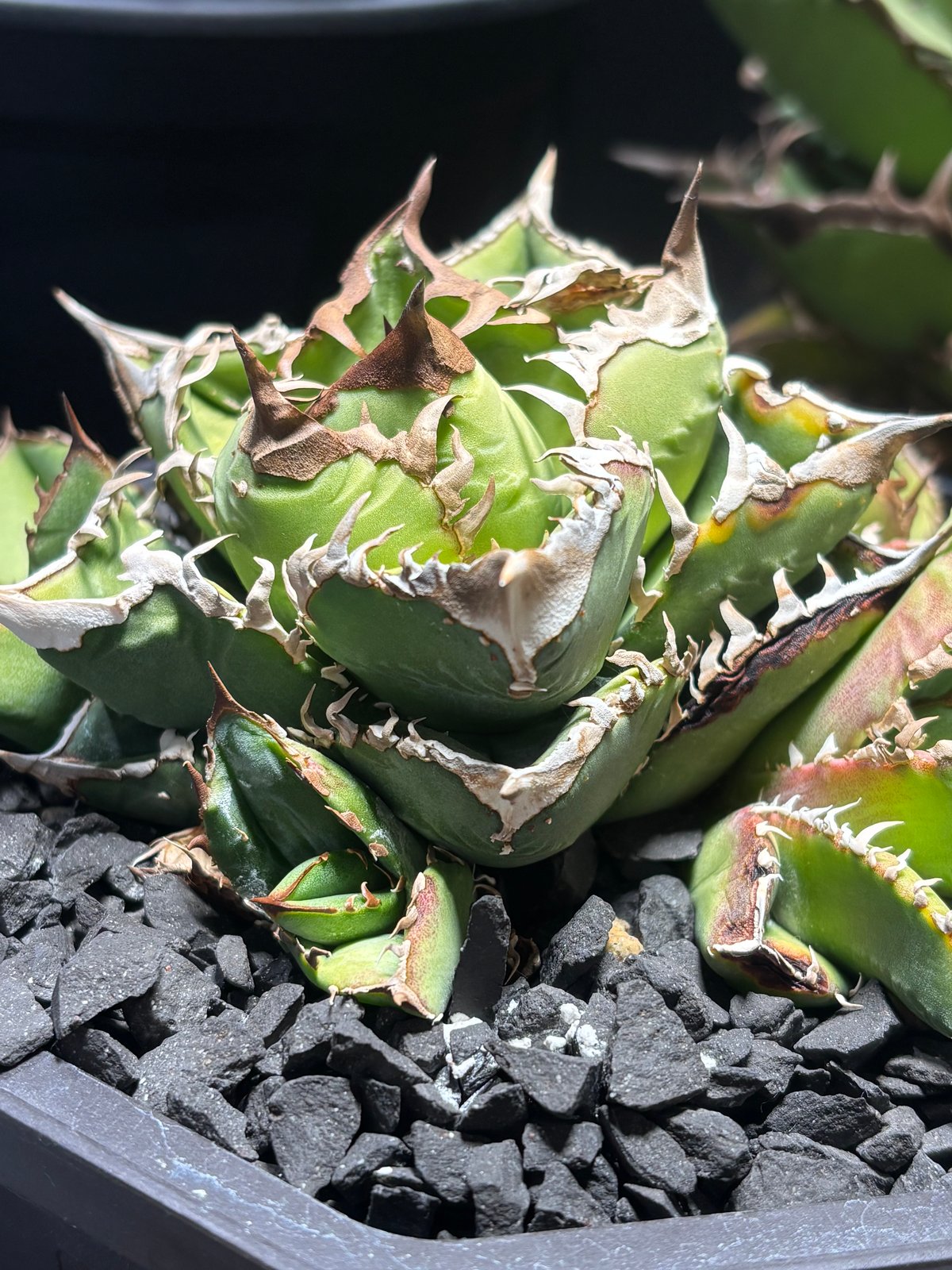 特別SALE中】Agave titanota