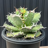 Agave titanota"狂雨