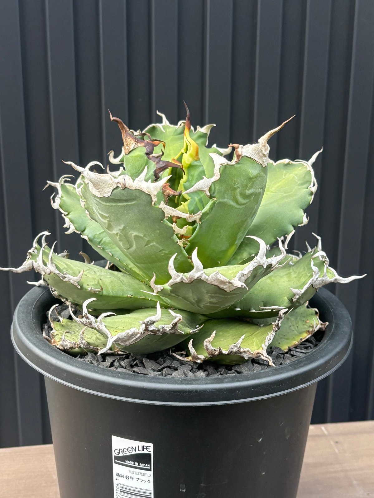 agave titanota 鬼雨(狂鯨) Agave titanota agave titanota 鬼雨(狂鯨) Agave titanota