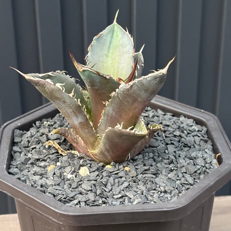 Agave titanota"大鋼牙　子株1092