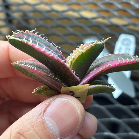 【Berlin産】Agave titanota"紅獅白覆輪2