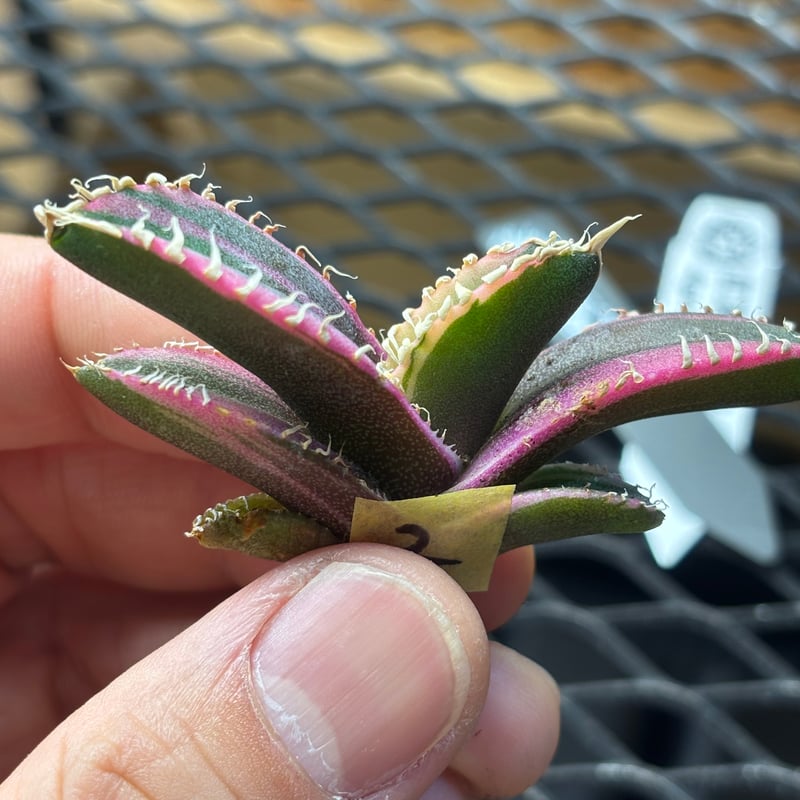 Berlin産】Agave titanota