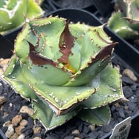 【特別SALE中】龍球會産　Agave titanota"鰐亀