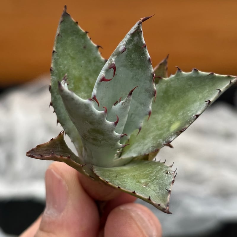 Agave hyb 屈原の舞扇✕甲蟹　特選子株 Yahoo!オークション - 【子株】激怒甲蟹×屈原の舞扇 hybrid