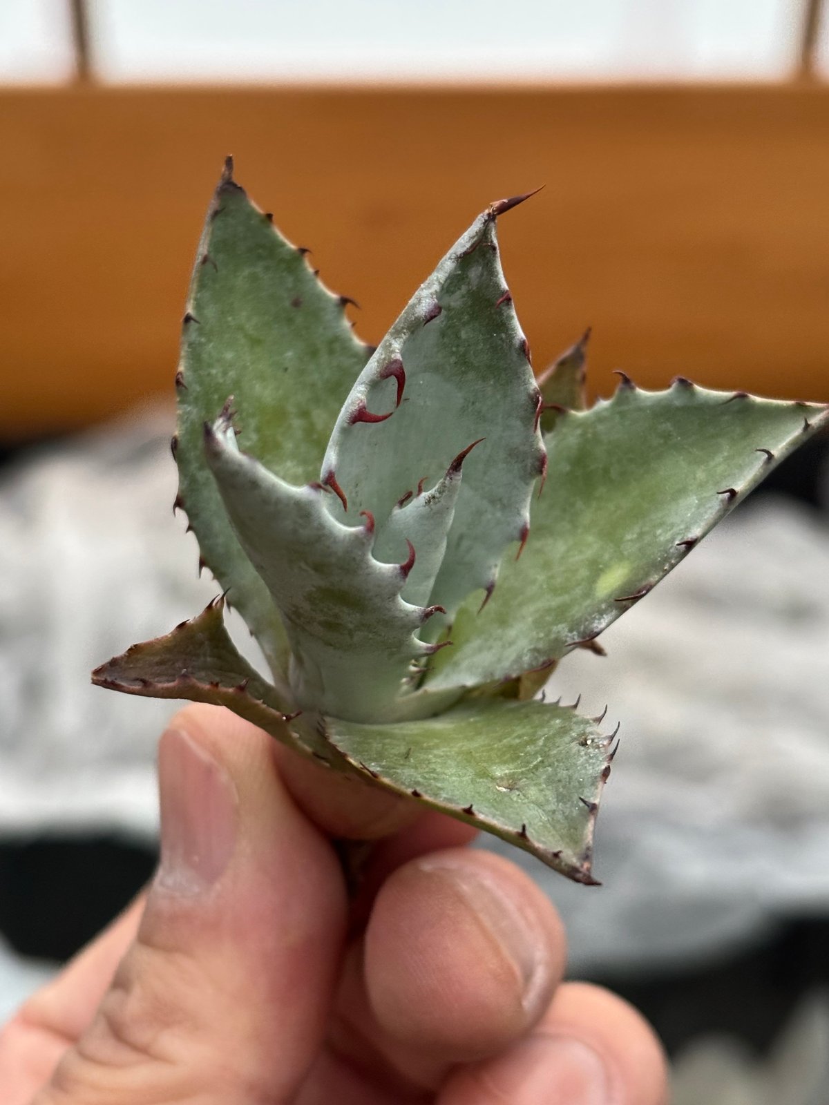 アガベ パラサナ×イシスメンシス　パライシ　セレクトタイプ　大株　キズあり アガベ パラサナ×イシスメンシスパライシセレクトタイプ大株キズあり