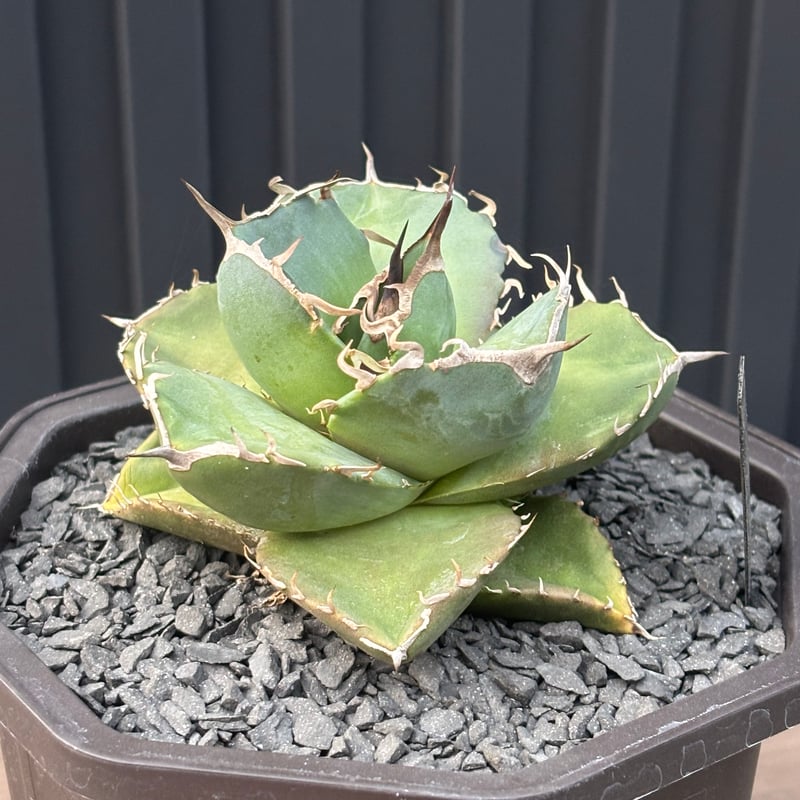 アガベ AGAVE TITANOTA Netherland No Name Agave titanota
