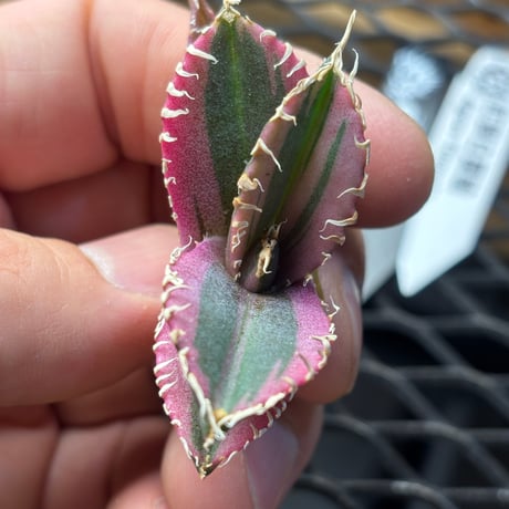 【Berlin産】Agave titanota"紅獅白覆輪1
