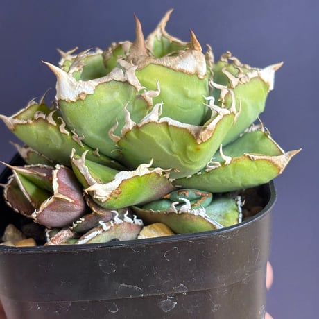 【特別SALE中】台湾趣味家産　Agave titanota"清櫻