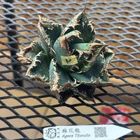 【特別SALE】BLJ産　Agave titanota"麻花龍2