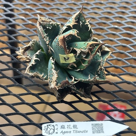 麻花龍 Amazon｜アガベ チタノタ 麻花龍/Agave titanota 'Ma Hua Long'/観葉