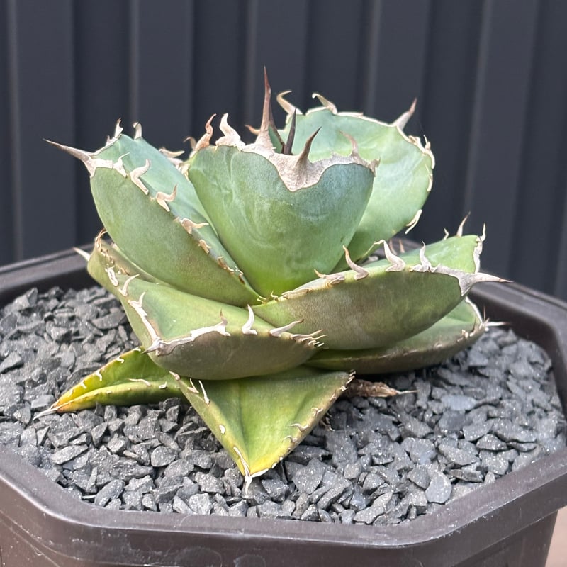 Agave titanota