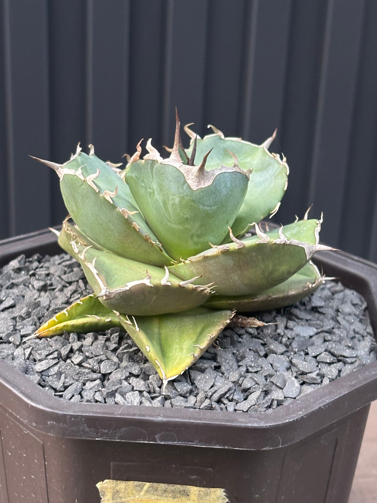 Agave titanota