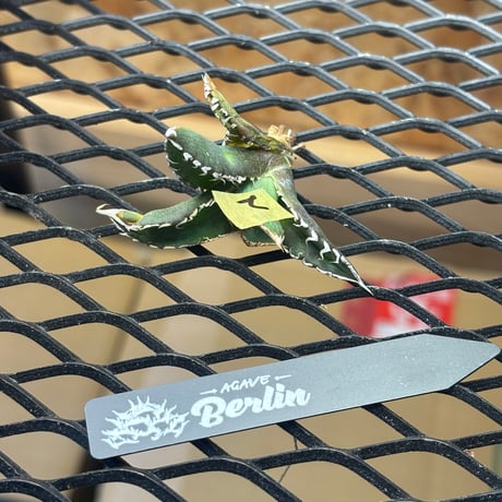 【Berlin産】Agave titanota"朱雀2