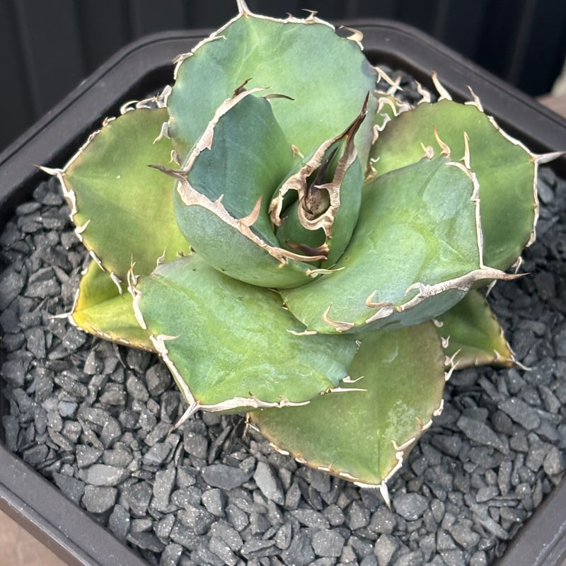 Agave titanota