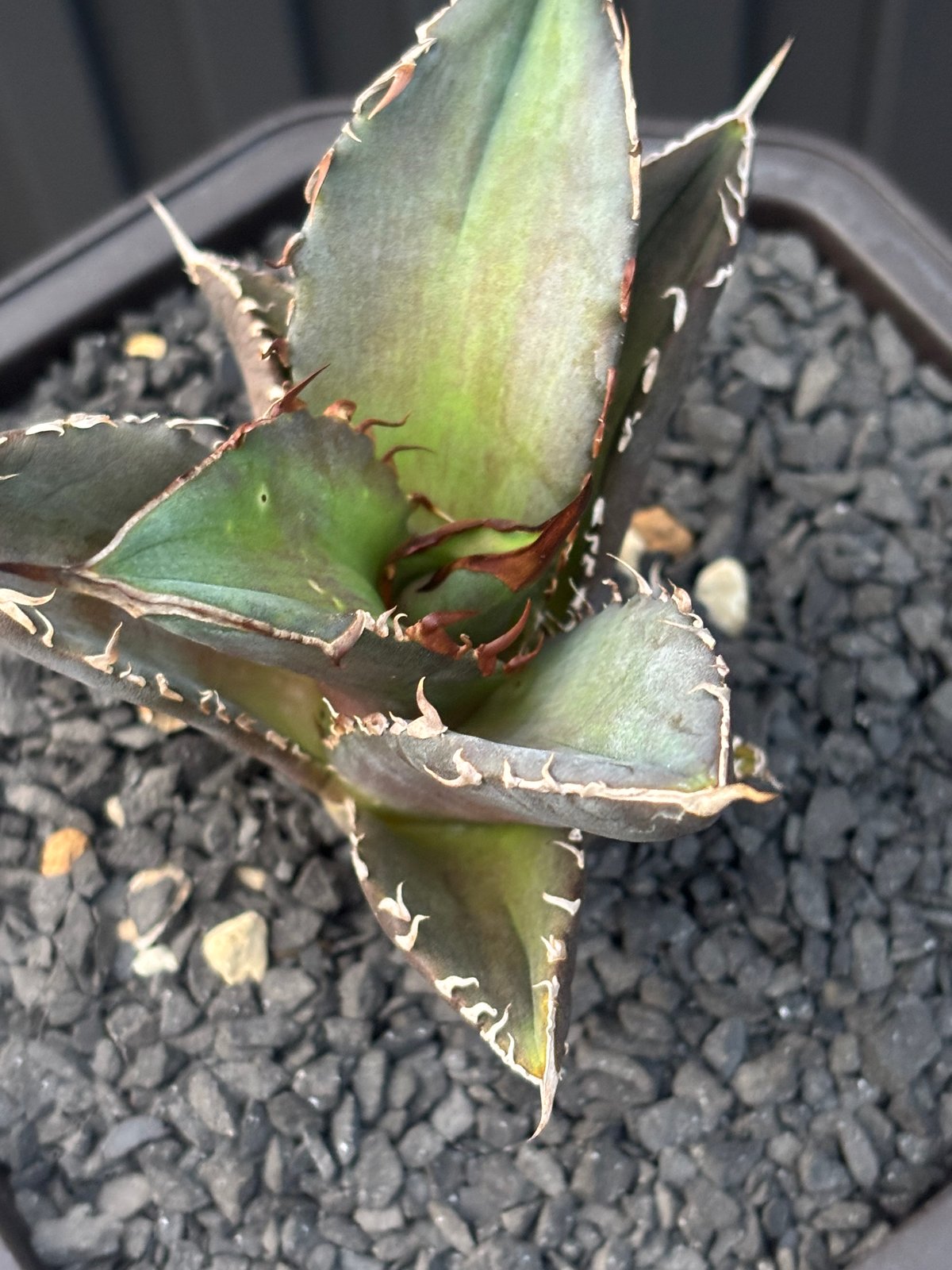 Agave titanota