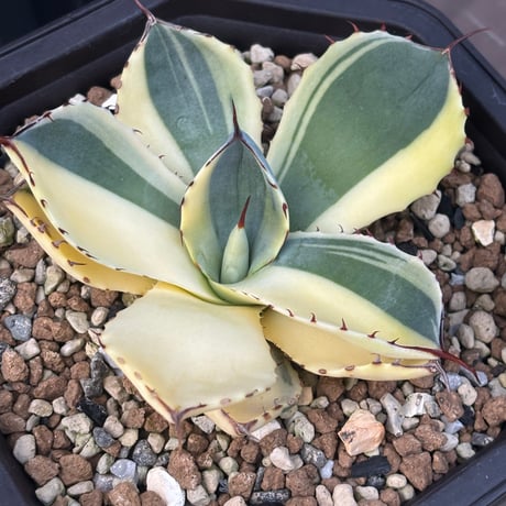 Agave Parryi Truncata “Orizaba”