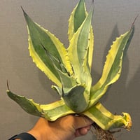 【特別SALE中】Agave ovatifolia variegated ‘ORCA’