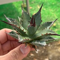 Agave utahensis×hades 妖帝