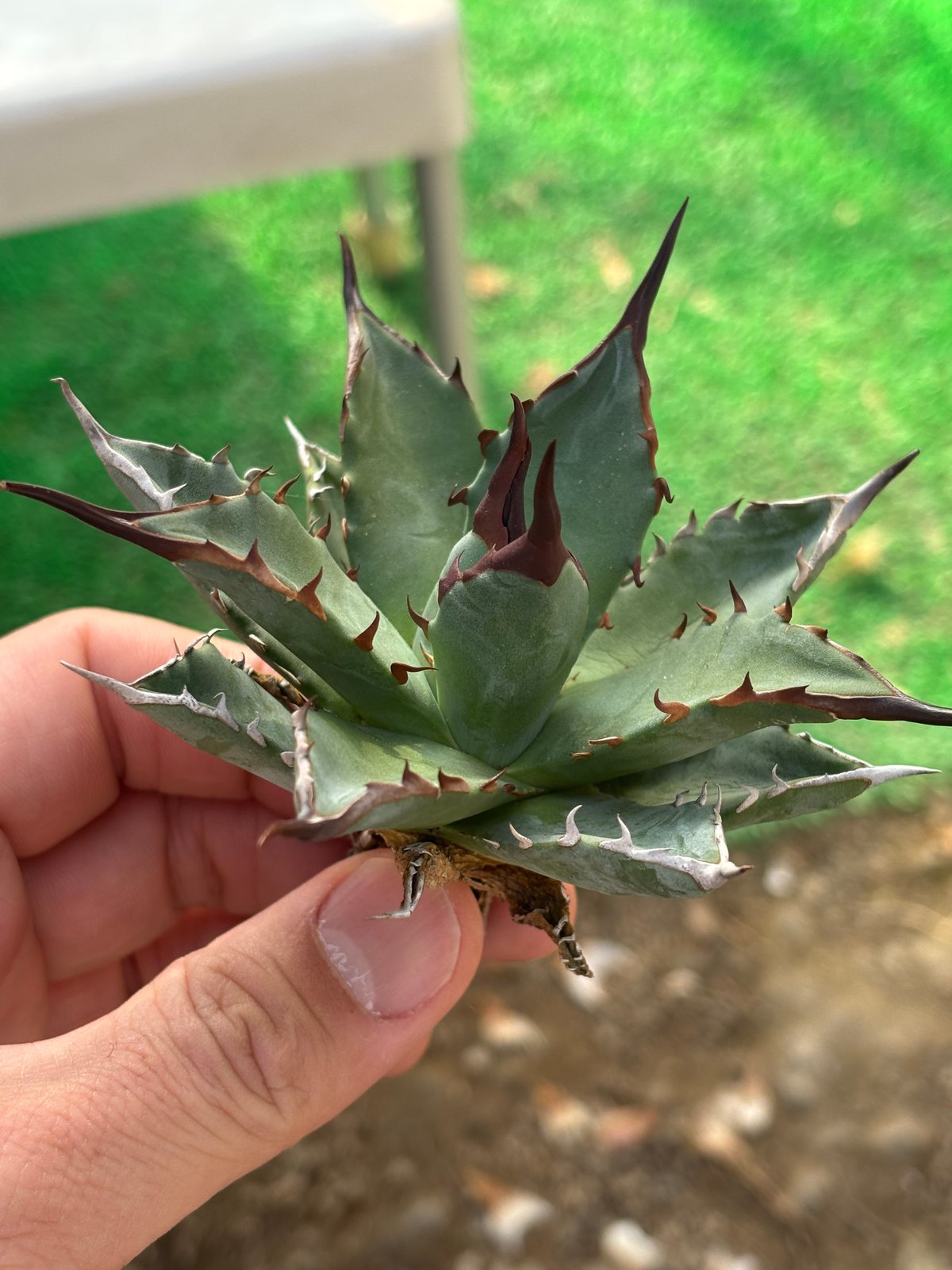 アガベ　妖帝　ユタエンシス×ハデス Agave utahensis×hades 妖帝 | ever_plants