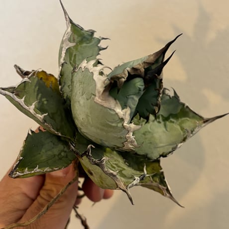 ニ*☆様 576【上澳園芸】 アガベ チタノタ 狼人錦 安定錦 Yahoo!オークション - 084【上澳園芸】 アガベ チタノタ 狼人錦