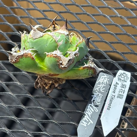 【Berlin産】Agave titanota"麻花龍1