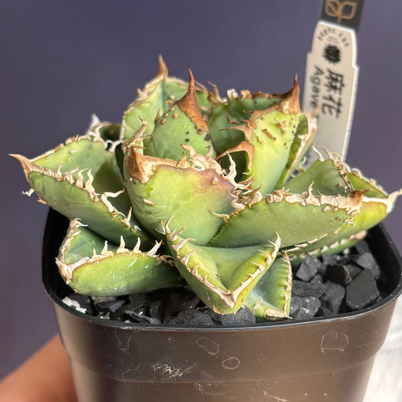 初売りSALE】Agave titanota