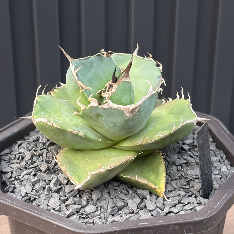 Agave titanota