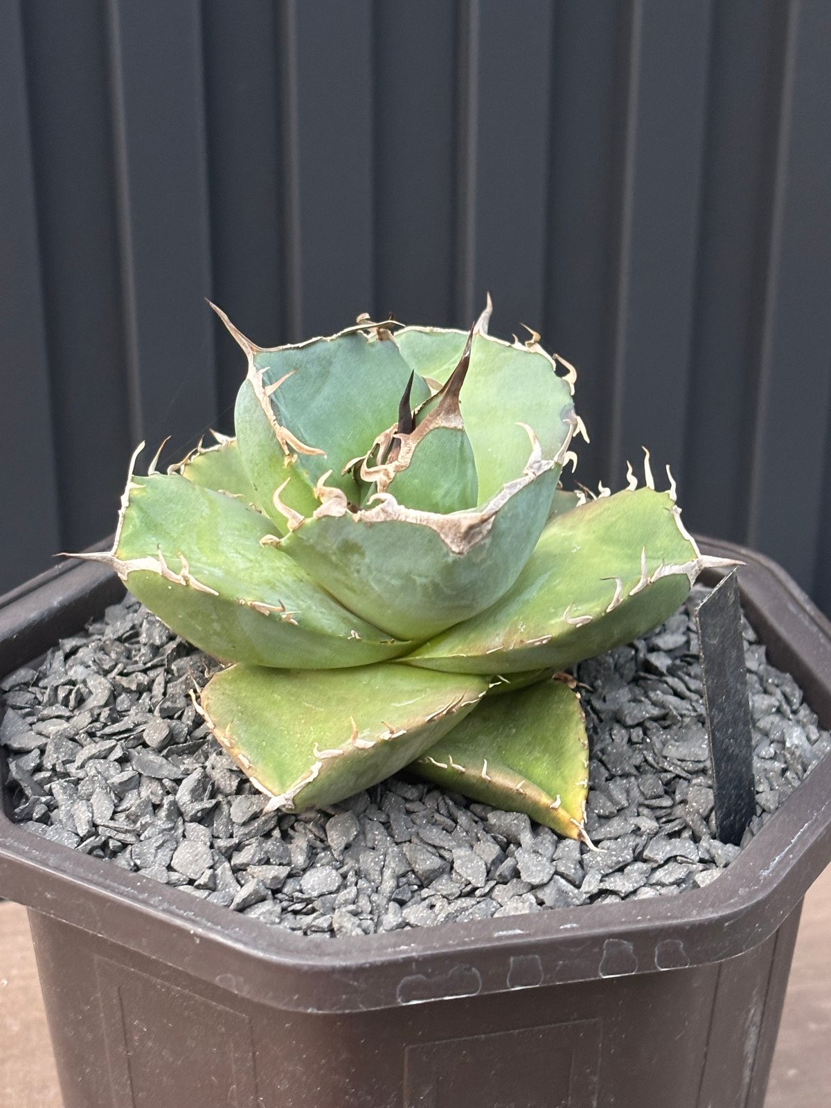 Agave titanota