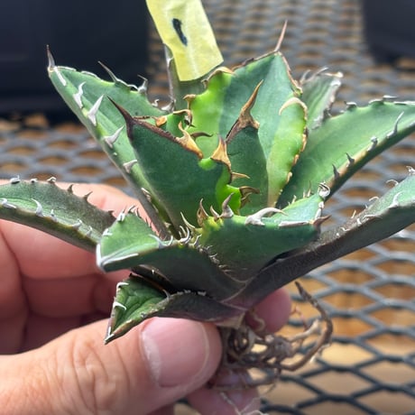 【特別SALE中】Berlin産　Agave titanota"crazy 黄覆輪1