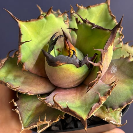 【特別SALE中】 Agave cho産　Agave titanota"Dennis043
